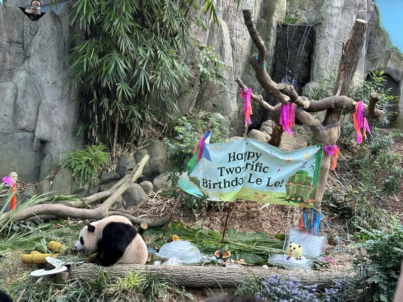 首個在新加坡出生的大貓熊寶寶「叻叻」14日在新加坡河川生態園慶祝2歲生日。中央社記者侯姿瑩新加坡攝 112年8月14日