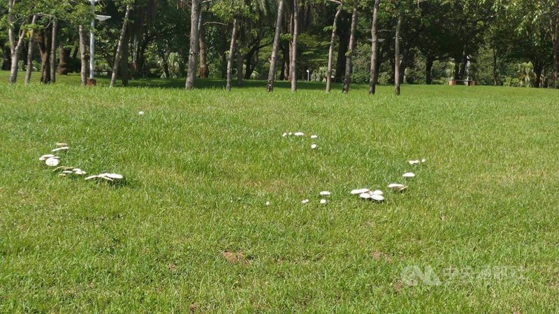 高雄近日時有陣雨，三民區「光之塔」周邊綠地雨後出現許多白色菌菇。中央社記者蔡孟妤攝  112年8月14日