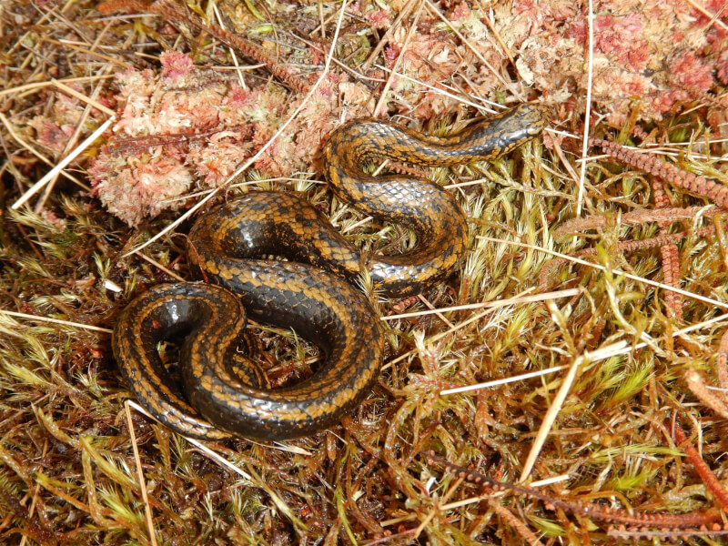 科學家最近在秘魯發現新物種的蛇，選擇以好萊塢男星哈里遜福特命名，以表揚他對倡導環保的貢獻。（圖取自德國爬蟲學和爬蟲養殖學會網頁dght.de/startseite）