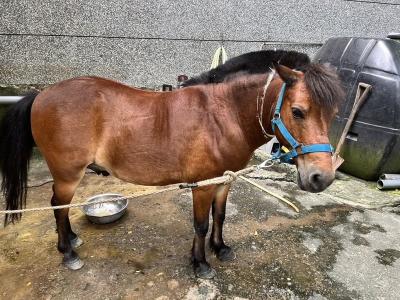 基隆市八斗國小遭人投訴指校馬「巧克力」安置處環境不佳、蚊蟲蒼蠅多。基隆市動物保護防疫所18日表示，派員到場稽查未發現不當飼養行為，後續將持續追蹤。（基隆市政府動物保護防疫所提供）中央社記者沈如峰基隆傳真  112年8月18日