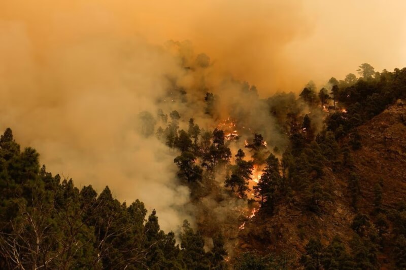 當地官員17日稱，西班牙渡假島嶼田尼利夫島發生嚴重野火，數千人被迫撤離。圖為森林松樹被野火燒毀。（路透社）