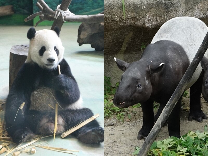 北市動物園往年僅限內部的「慰靈祭」今年將對外開放。左為大貓熊「團團」，右為馬來貘「貘克」。（左圖中央社檔案照片，右圖台北市動物園提供）