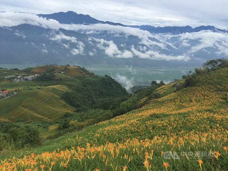 每年8至10月是花蓮玉里赤科山、富里六十石山金針花開時節，觀光處呼籲遊客遵守花季期間上下山的交通管制措施及縣府公告，更要隨時注意氣象預報，以免天候不佳影響上山賞花的行程。中央社記者李先鳳攝  112年8月21日