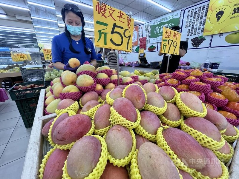 中國國台辦發言人朱鳳蓮21日表示，今年以來，大陸海關從台灣輸入的芒果中，截獲檢疫性有害生物大洋臀紋粉蚧，並說這個有害生物一旦傳入，將對農業生產和生態安全造成嚴重威脅。圖為台北市北投區一家水果店員工整理芒果。中央社記者徐肇昌攝 112年8月21日