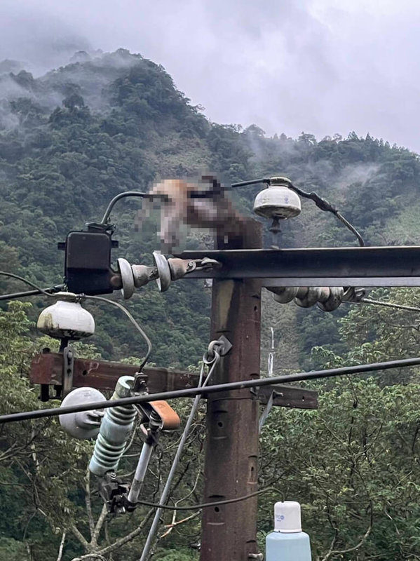 苗栗縣南庄鄉鹿場部落一帶山區20日傍晚突然無預警停電，台電人員上山巡查線路，發現一隻獼猴掛在電線上已死亡，且上肢呈現焦黑，判斷該獼猴在東河幹201電桿碰觸熔絲鏈開關裸露處，才會造成跳脫引發停電。（許建德提供）中央社記者管瑞平傳真  112年8月21日