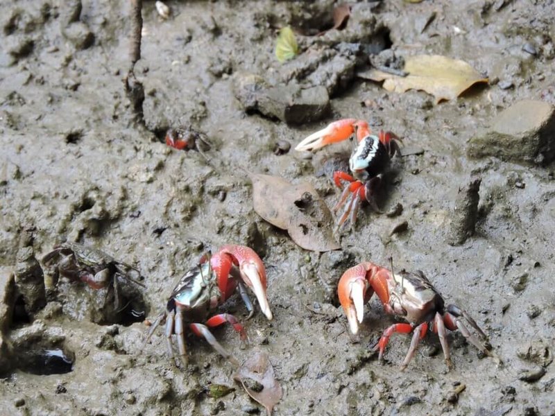 每年6月到9月是觀賞招潮蟹最佳時節，高雄援中港濕地潮間帶泥灘地可觀察到約10種招潮蟹出沒。（高雄市工務局提供）中央社記者蔡孟妤傳真  112年8月23日