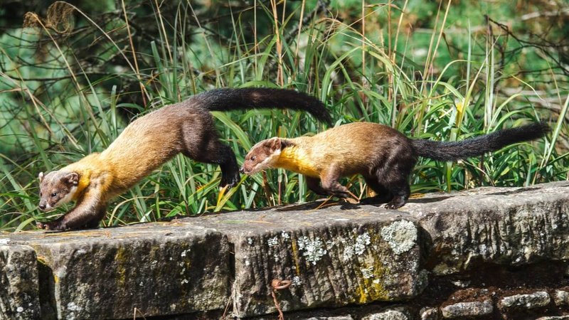 玉山國家公園內黃喉貂等野生動物族群豐富，為免影響族群生態，玉管處24日再次呼籲，人類食物恐影響動物健康，也會改變習性造成人、獸衝突，遊客進入山區請勿任意餵食野生動物。（玉山國家公園管理處提供）中央社記者蕭博陽南投縣傳真  112年8月24日