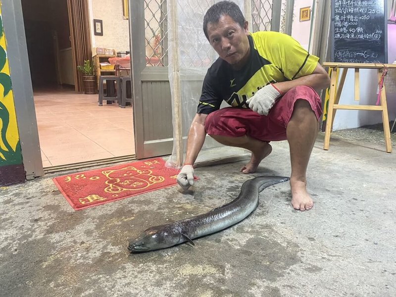 台東縣海端鄉一家餐廳賴姓老闆日前上山巡視水源時,意外捕捉到巨大野生鱸鰻。(民眾提供)中央社記者李先鳳傳真 112年8月28日
