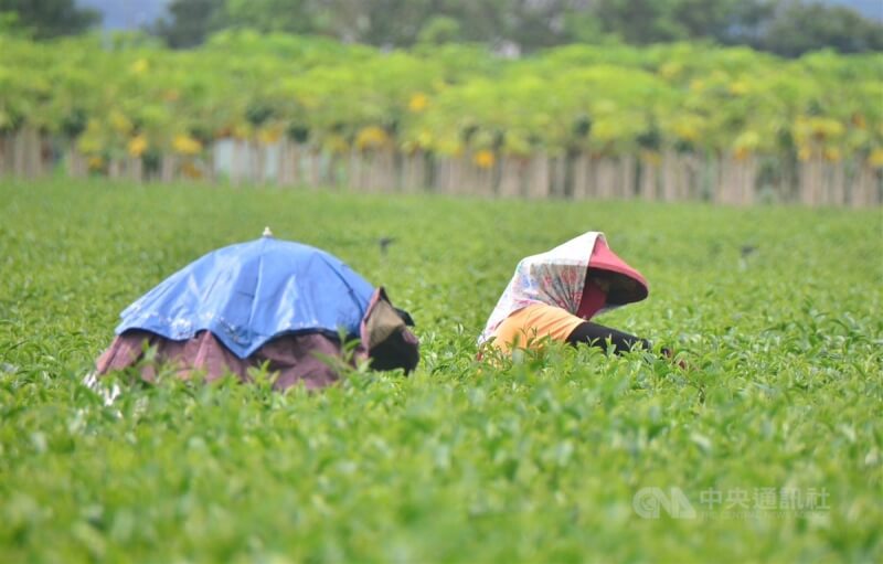 圖為台東縱谷一處茶園裡採茶農民。（中央社檔案照片）