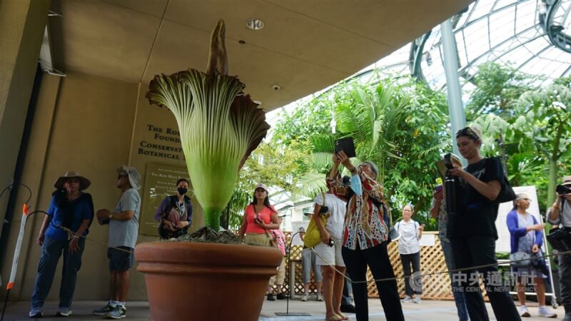 因盛開時飄散臭味而有「屍花」之稱的巨花魔芋28日在美國加州杭廷頓圖書館吸引遊客拍照。中央社記者林宏翰洛杉磯攝 112年8月29日