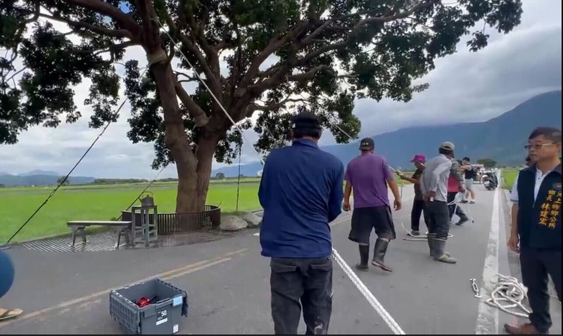 因應颱風蘇拉逼近,台東池上鄉公所29日下午將當地觀光明星「金城武樹」利用繩索固定,且封鎖禁止接近。(池上鄉公所提供)中央社記者盧太城台東傳真 112年8月29日