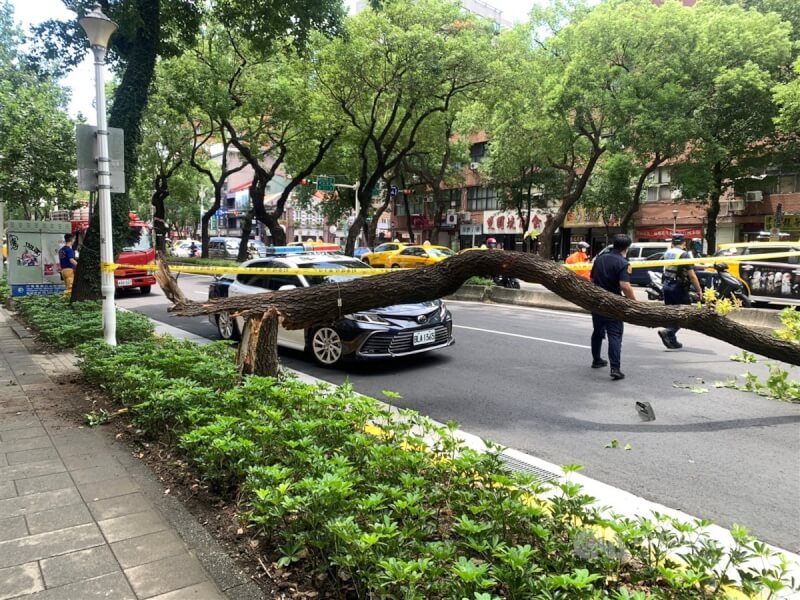 67歲林姓機車騎士30日上午行經中山北路1段時，人行道上的路樹忽然倒塌，直接砸向林男頭部，警消到場將傷者送醫並拉起封鎖線，後續狀況仍待市府相關單位進一步調查釐清。（翻攝照片）中央社記者劉建邦傳真 112年8月30日