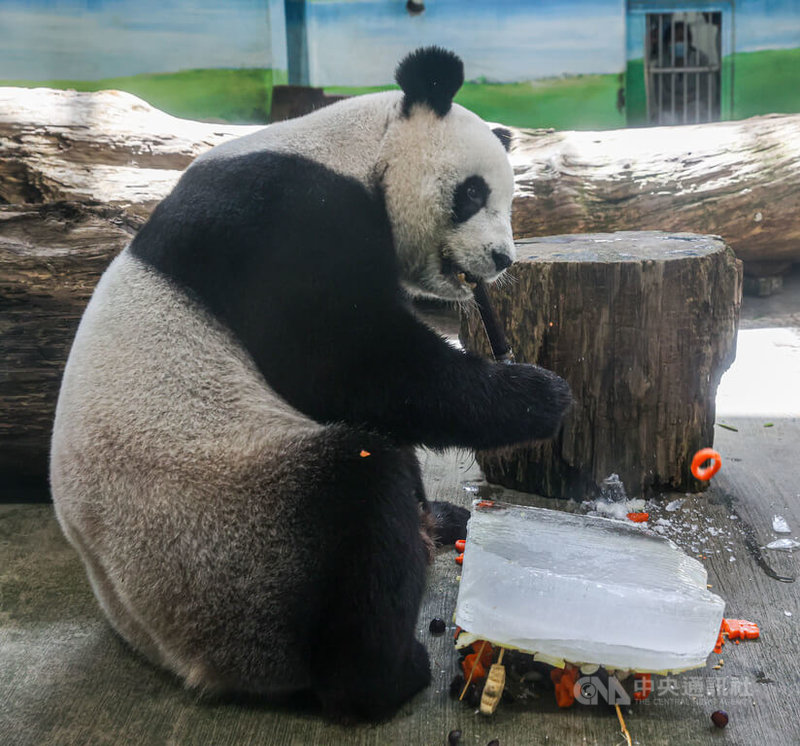 台北市立動物園的大貓熊「圓圓」30日過19歲生日,園方特製蛋糕為牠慶生,「圓圓」推倒蛋糕後開始享用。中央社記者鄭清元攝 112年8月30日