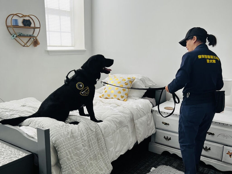 台灣第一隻電子產品偵測犬Wafer(圖)與警政署保三總隊的領犬員在美國訓練,模擬住家臥室搜尋物證。(駐洛杉磯辦事處/警政署提供)中央社記者林宏翰傳真 112年8月31日
