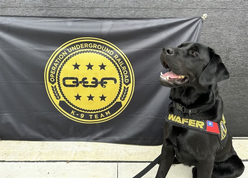 美國非營利組織O.U.R.捐贈，台灣第一隻電子產品偵測犬Wafer（圖）8月11日在美國完成受訓。（駐洛杉磯辦事處/警政署提供）中央社記者林宏翰傳真 112年8月31日