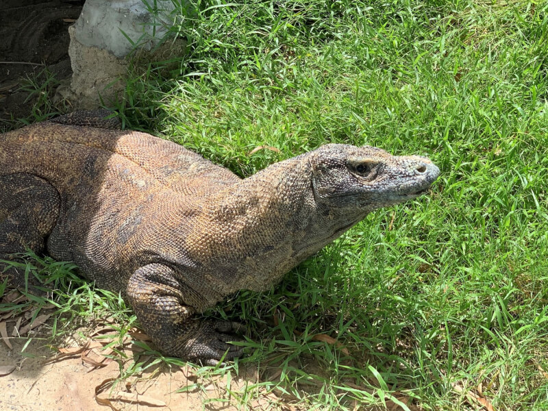 台南市頑皮世界野生動物園開園元老動物，科摩多龍「喵喵」8月31日宣布離世。（圖取自facebook.com/WanpiWorldZoo）