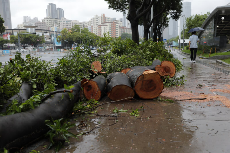 廣東深圳2日可見路樹遭颱風蘇拉吹倒。（中新社）