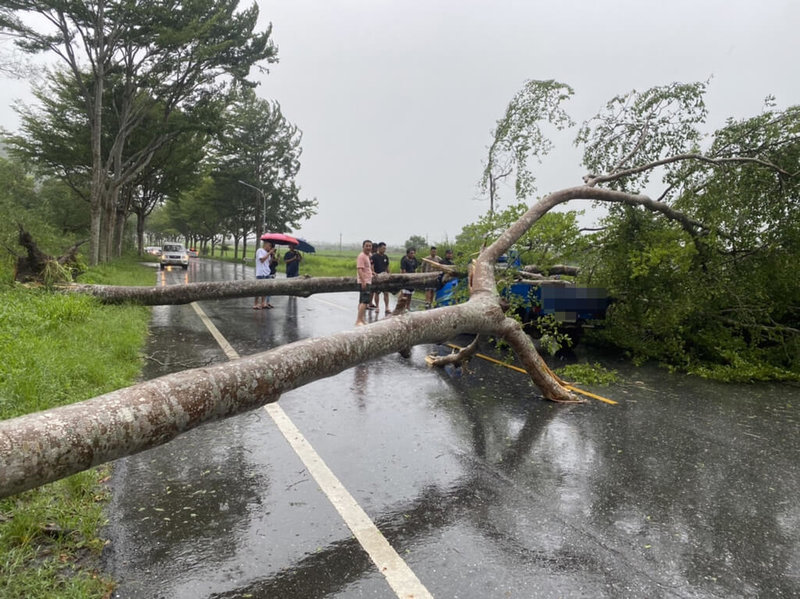 颱風海葵來襲,花蓮間歇性颳強風下大雨,卓溪鄉省道台30線一輛小貨車3日上午遭傾倒路樹砸中,車上2人受傷送醫。(民眾提供)中央社記者李先鳳傳真 112年9月3日