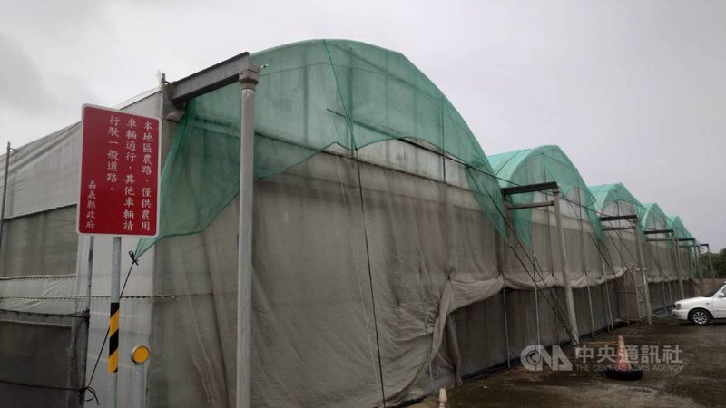 嘉義縣太保市許多農業栽植用溫網室屋頂近日都披上一層綠網，是為防止颱風來襲時屋頂透明塑膠布因強風受損，進而造成農作物損失。中央社記者蔡智明攝  112年9月3日