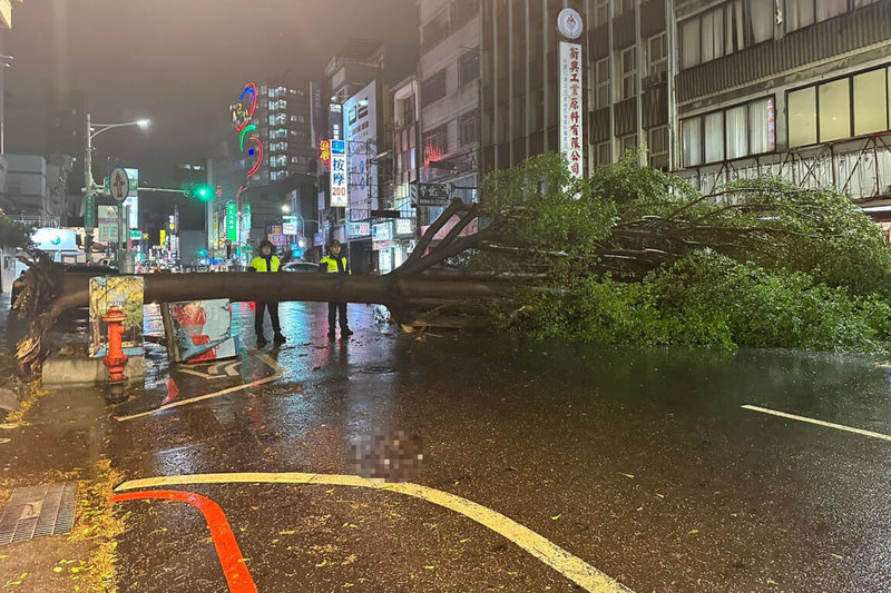 台南中西區民族路二段一棵小葉欖仁3日晚間在風雨中倒伏，橫躺在路面，雙向車道都被擋住，員警到場警戒，工務局派員處理。（台南市工務局提供）中央社記者楊思瑞台南傳真  112年9月4日