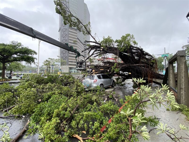 颱風海葵襲台，高雄4日市區多處出現路樹傾倒情況，前鎭區一棵大樹遭連根拔起。中央社記者董俊志攝 112年9月4日