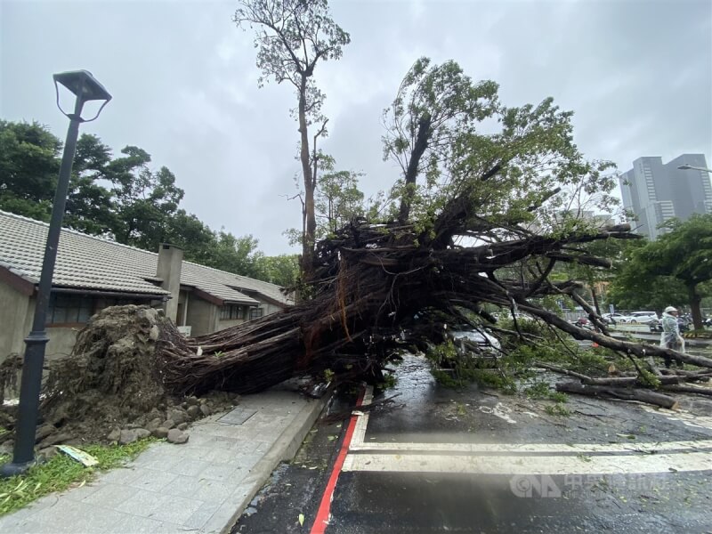 颱風海葵襲台，高雄3日晚間開始風雨強勁，強風造成大樹遭連根拔起。中央社記者董俊志攝 112年9月4日