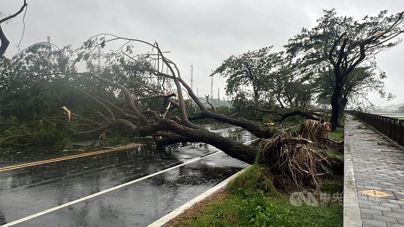 颱風海葵帶來強風，台東3日出現不少災情，台東市志航路和太原路間多棵大樹遭連根拔起、橫倒，無法通行。中央社記者盧太城台東攝  112年9月4日