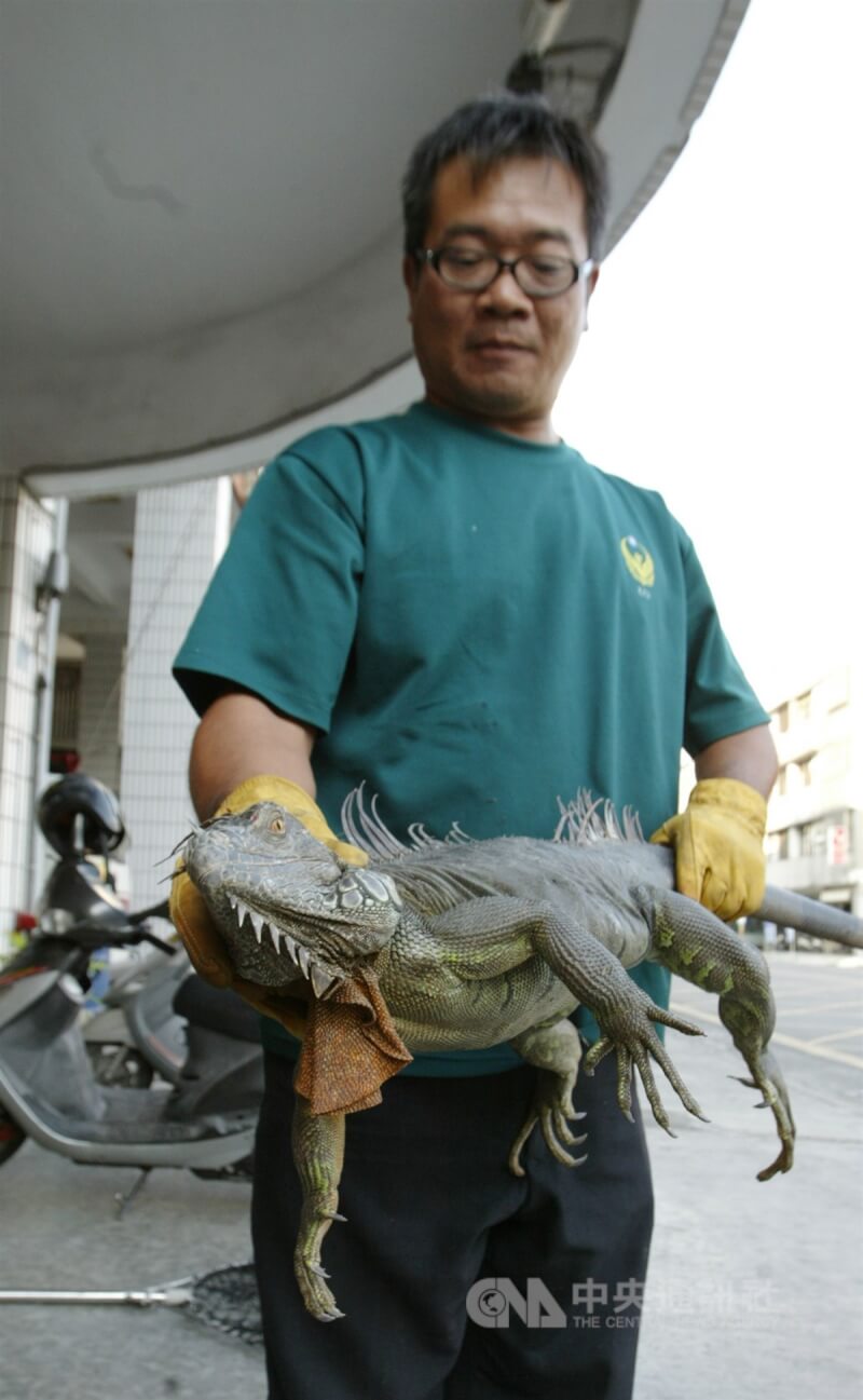 圖為2010年12月屏東潮州消防隊員捉到長達160公分綠鬣蜥。（中央社檔案照片）