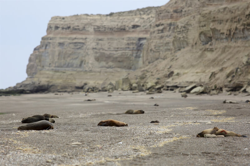 自8月中開始阿根廷大西洋海岸，陸續發現病發死亡的海獅屍體，目前已有約2百隻海獅死於H5N1禽流感病毒。（美聯社）