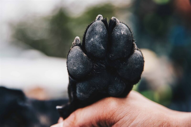 軍犬Hola經過不停地行軍訓練後,腳上的肉球也相對堅韌。(軍聞社提供)中央社記者游凱翔傳真 108年3月17日