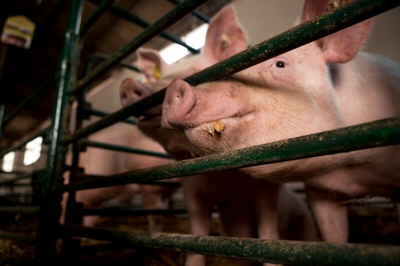 科學家在豬的胚胎中培育出含有人類細胞的腎臟，創下全球首例。（示意圖／圖取自Pixabay圖庫）