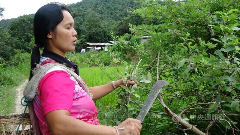 清邁惠宜康村社會企業「黑色烏龜溪流村的女兒」(Pawmu Kleesutha)運用山村的草藥,治療村民身心健康。圖為採集草藥的婦女。中央社實習記者李書瑜清邁攝 112年9月9日