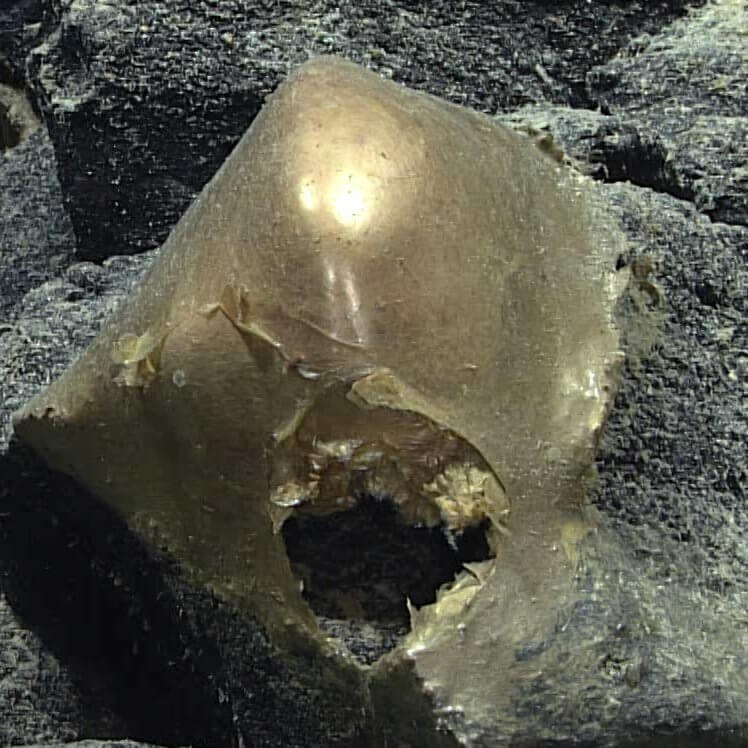 美國國家海洋暨大氣總署探索阿拉斯加外海的未知深水棲地時，發現一只金黃色、質地柔軟的「金蛋」。（圖取自twitter.com/oceanexplorer）