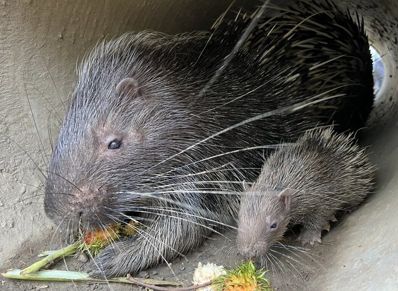 高雄壽山動物園的新生冠豪豬「小芋頭」（右）近日滿月，目前已跟著媽媽在展場和遊客見面。（高雄市觀光局提供）中央社記者蔡孟妤傳真 112年9月11日