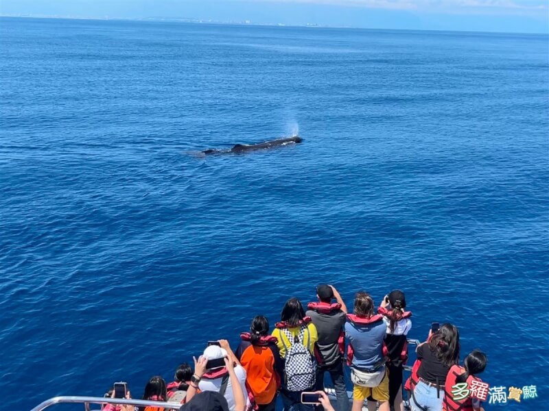 花蓮一艘賞鯨船13日上午出海行經花蓮外海約8浬處時發現一群抹香鯨，數量超過20頭，賞鯨業者說，這是今年最大群抹香鯨家族。（賞鯨業者提供）中央社記者張祈傳真 112年9月13日