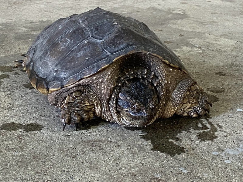 颱風海葵過後，有民眾在台東空中大學附近街道發現一隻爬行動物，原先以為是穿山甲，經研判是擬鱷龜。（民眾提供）中央社記者盧太城台東攝  112年9月14日