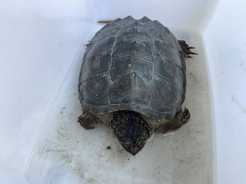 颱風海葵過後,台東市郊街道出現古老爬行動物擬鱷龜。台東縣政府農業處表示,這是台東首次接獲通報,如建立族群對生態影響甚鉅,目前先公告招領,同時呼籲民眾勿棄養。(民眾提供)中央社記者盧太城台東攝 112年9月14日