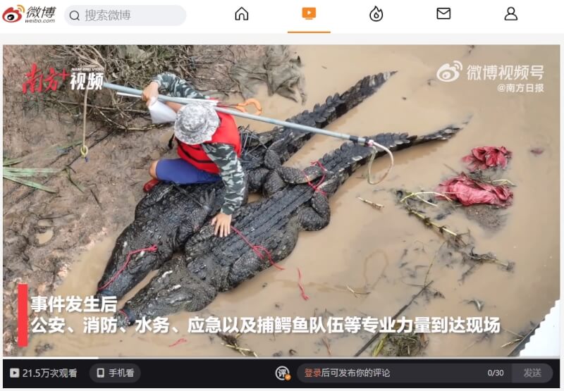 受颱風「海葵」引發的洪水影響，中國廣東省有70多隻鱷魚在水位上漲期間從養殖場逃出。（圖取自南方日報微博網頁weibo.com）