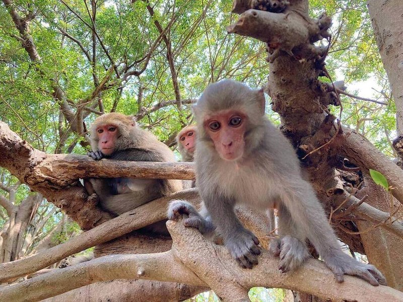 高雄市觀光局表示，壽山動物園致力提升動物福祉，為營造人猴友善共存環境，16日起與高雄廣播電台合作企劃兒童廣播宣導大使，廣邀小六以下兒童發揮創意錄製獼猴宣導。（台灣獼猴共存推廣協會提供）中央社記者洪學廣傳真  112年9月16日