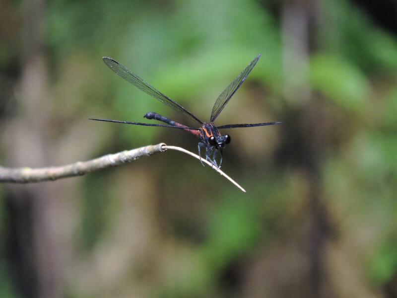 「短腹幽蟌」（雄蟲）為台灣特有種蜻蜓。（圖取自台北翡翠水庫管理局網頁feitsui.gov.taipei）