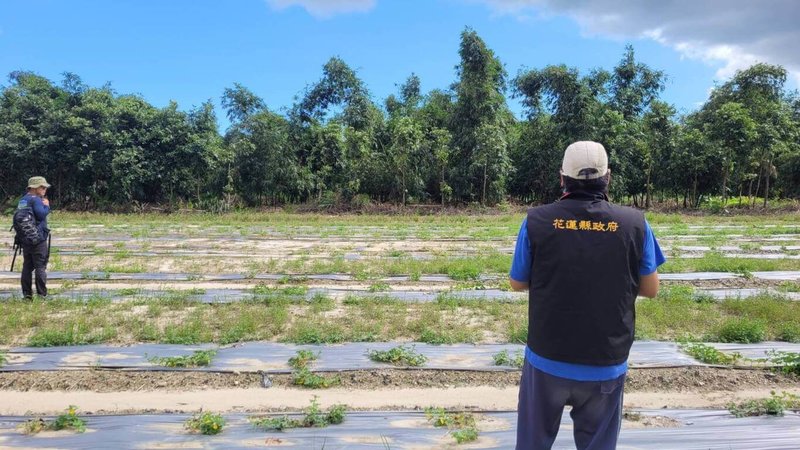 受颱風海葵影響，花蓮縣秀林鄉香瓜發生植株死亡及萎凋、葉片枯黃等受災情況，花蓮縣政府向農業部爭取，已於9月25日公告為天然災害現金救助地區，救助額度每公頃為新台幣8萬元，受災農友26日起至10月5日止可到公所申請。（花蓮縣政府提供）中央社記者李先鳳傳真  112年9月26日