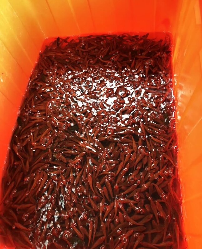 日月潭「魚虎球」主要集中5、6月出現，但目前仍有魚虎幼體出沒，南投縣政府委外防治人員27日執行電撈，移除6323尾小魚虎。（南投縣政府提供）中央社記者蕭博陽南投縣傳真  112年9月27日