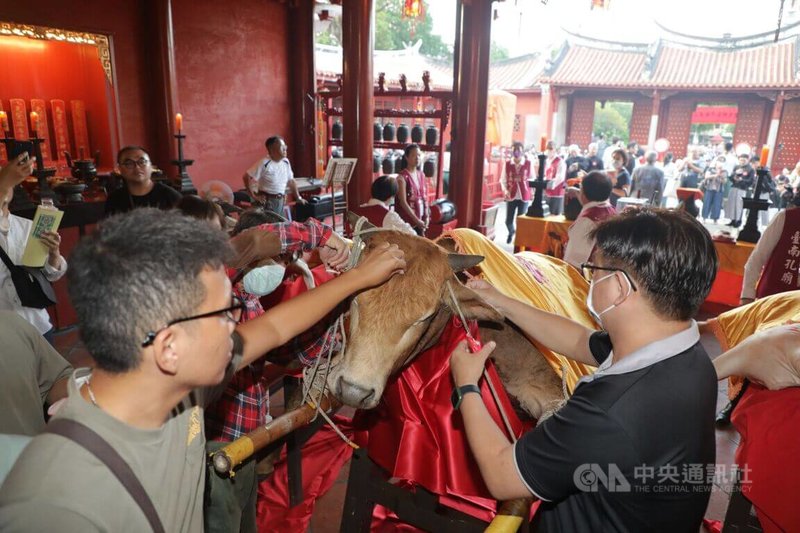 全台首學台南孔廟28日舉行祭孔儀式，「拔智慧毛」活動主要是拔取祭祀黃牛的耳朵、眼睛及眉心的毛，有「耳聰目明」之意。中央社記者張榮祥台南攝  112年9月28日