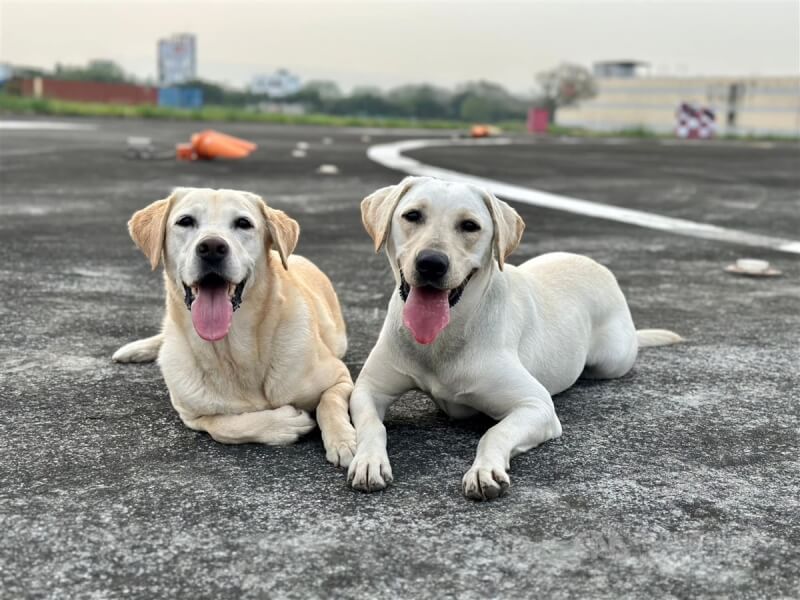 台南市消防局公布新進3隻培訓搜救犬，市長黃偉哲30日透過臉書專頁發文介紹其中2隻拉布拉多犬Stitch和Music，歡迎牠們加入台南搜救犬大家庭。（取自黃偉哲臉書）中央社記者洪學廣傳真 112年9月30日