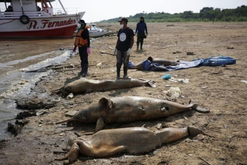 逾百隻河豚在特費湖暴斃。（路透社）