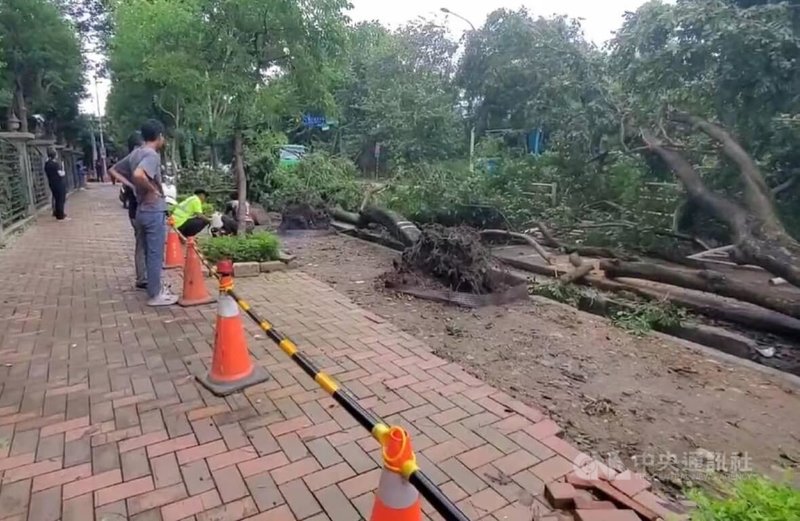 颱風小犬來襲，新北市風雨強度未達停止上班、上課標準，但三峽北大特區出現整排長達200公尺的路樹傾倒災情，區公所已派員排除。（翻攝照片）中央社記者王鴻國傳真 112年10月5日