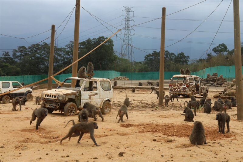 監察院5日針對狒狒圍捕案糾正農業部。（新竹縣政府提供）