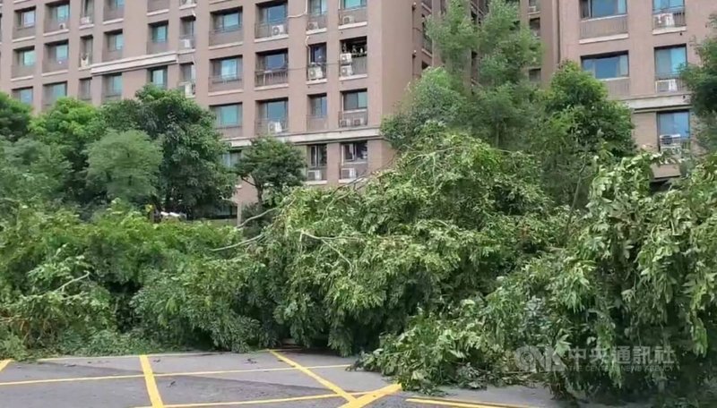颱風小犬襲台,新北市風雨強度未達停止上班、上課標準,但三峽北大特區卻出現整排路樹傾倒的情形。(翻攝照片)中央社記者王鴻國傳真 112年10月5日