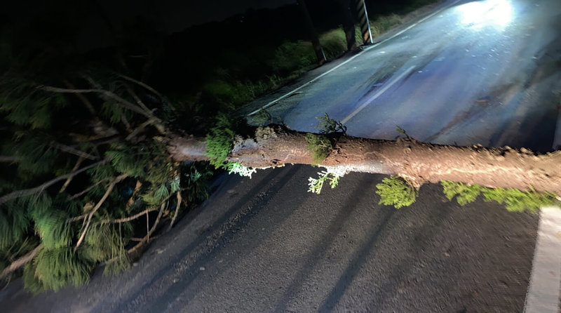 受颱風小犬暴風圈影響，台南市4日深夜起多處發生路樹傾倒。（台南市警局提供）中央社記者張榮祥台南傳真  112年10月5日