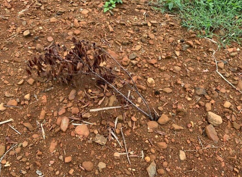 監察委員調查「花蓮長良林道旁山坡地遭大規模種植生薑」案，發現此案開發過程越界超挖，監察院民國112年6月16日現地履勘，發現越界超挖土地以插樹枝矇混植生綠化，認爲花蓮縣政府監督不力。（監察院提供）中央社記者張祈傳真  112年12月6日